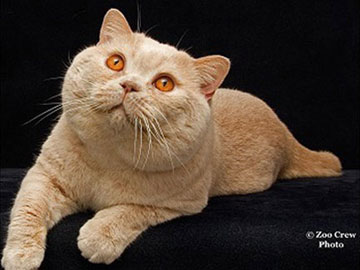 Castlkatz British Shorthairs Award Winning Cats